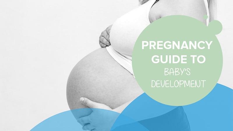 Pregnancy guide to baby’s development