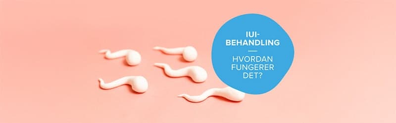Her møder en sædcelle et æg. Men hvad er IUI behandling? Her møder en sædcelle et æg. Men hvad er IUI behandling?