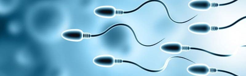 Sperm cells through a microscope Sperm cells through a microscope