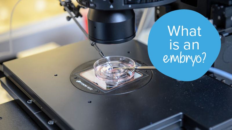 Image of a blastocyst