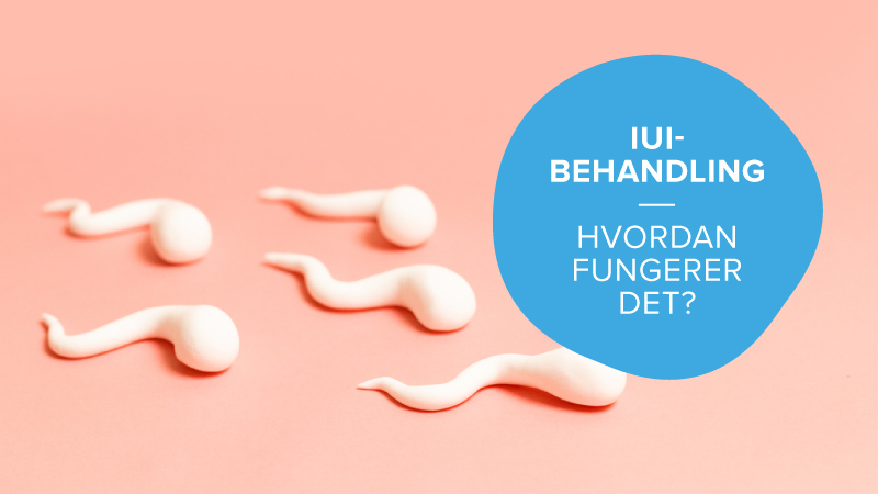 Her møder en sædcelle et æg. Men hvad er IUI behandling?