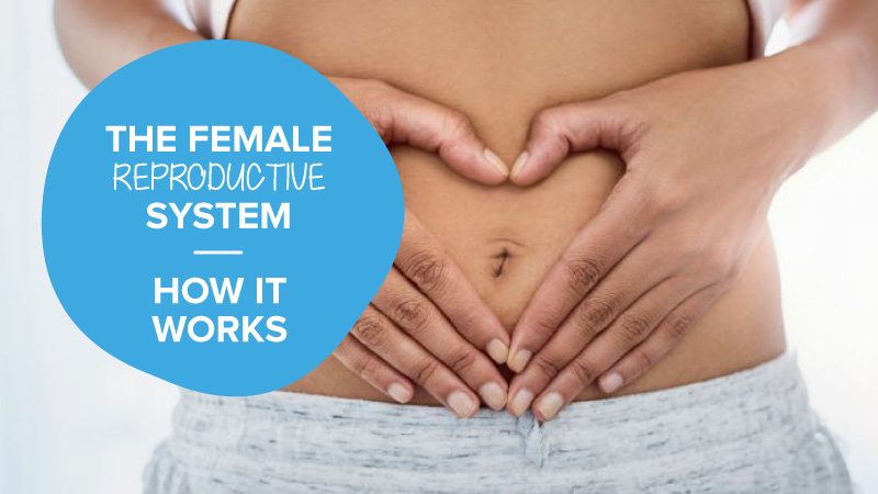 Woman holding her hands above the female reproductive system