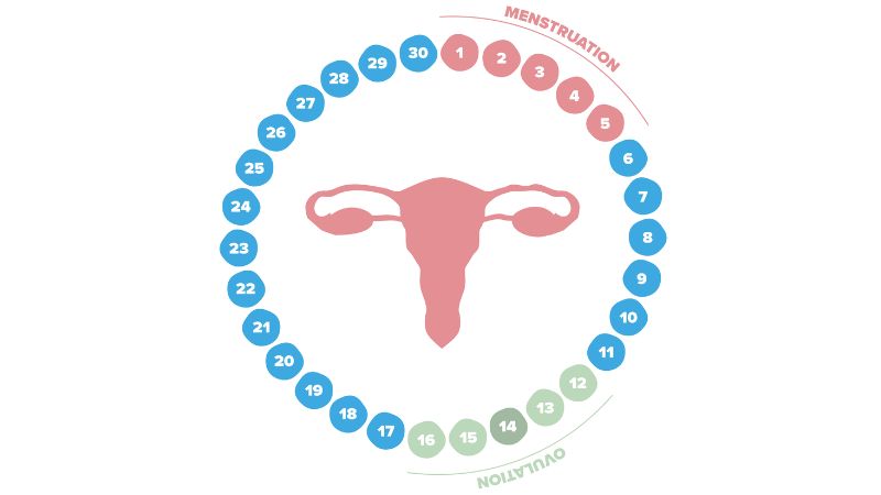 Illustration af menstruationscyklussen