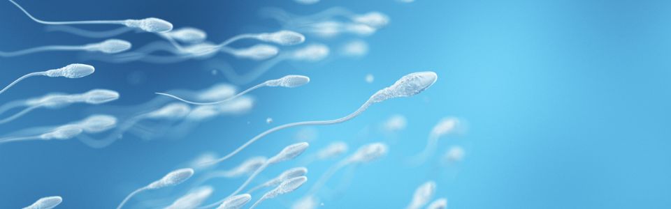 Samenzellen sind nach der Ejakulation fünf Tage lang lebensfähig