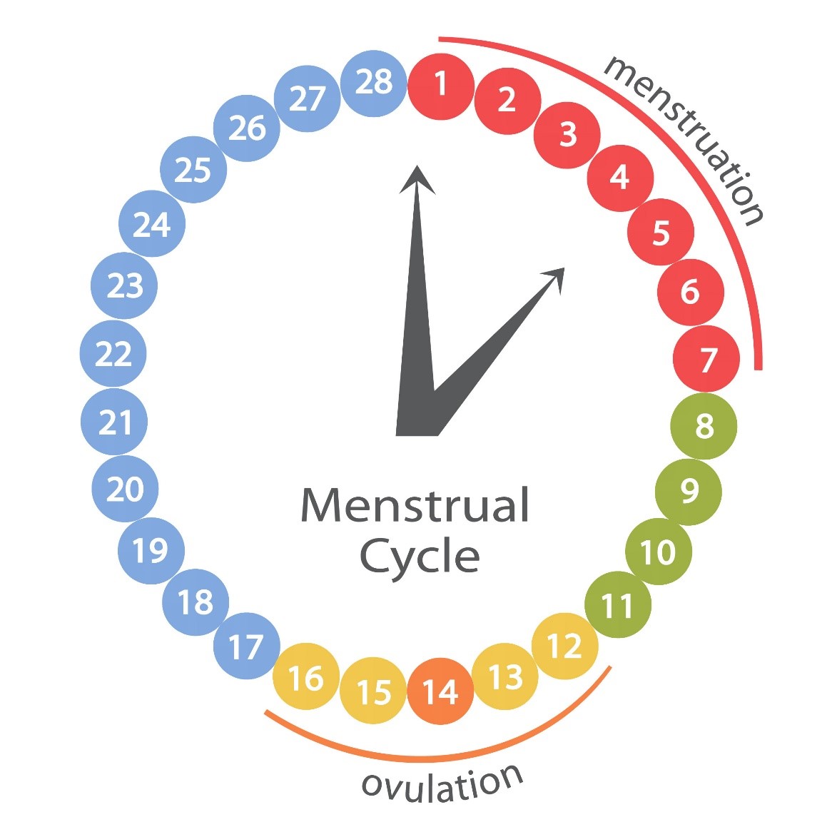 Месячные цикл. Менструальный цикл. Менструальныменструальный Уикд. Цикл месячных. Циклцикл менструальный.