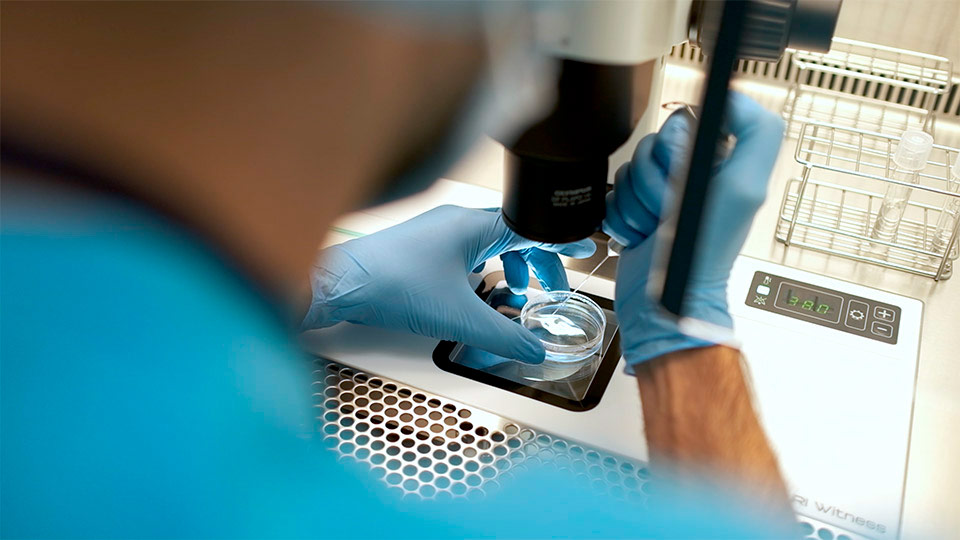 Cryos donor eggs being examined under a microscope.