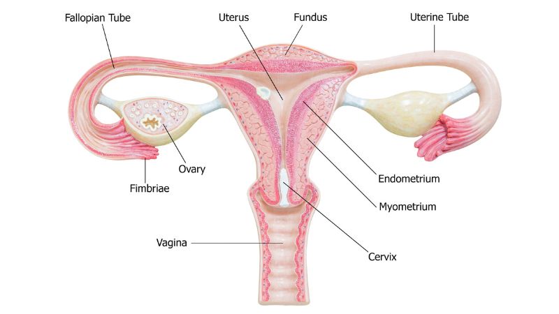 The female reproductive system illustrated
