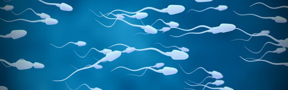 An image of sperm capacitation