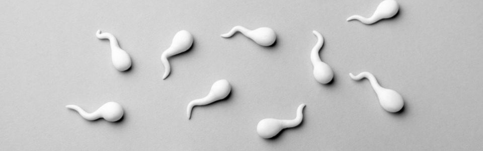 Sperm cells from a sperm donor