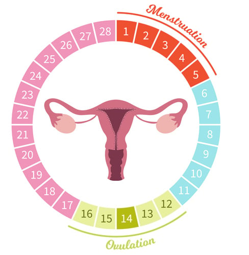 Illustration of female menstrual cycle showing the ovulatory phase