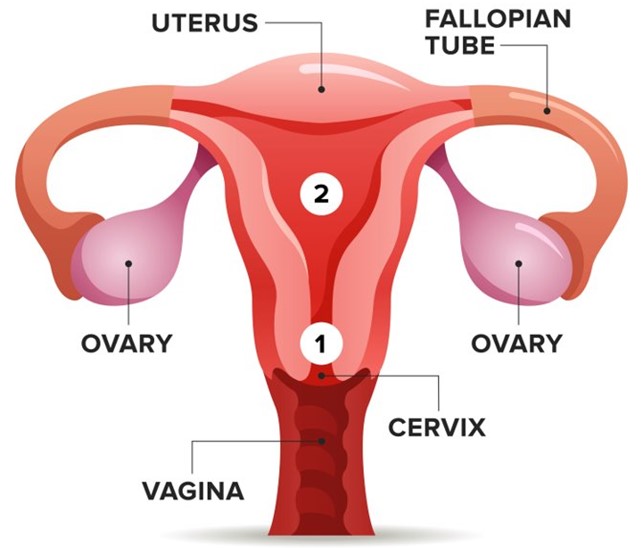 A picture of the fallopian tubes