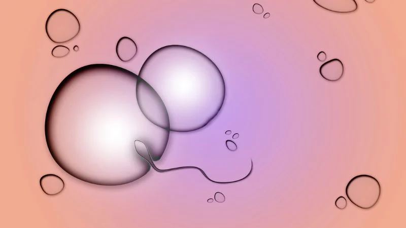 Ovules de donneuse observ&eacute;s au microscope