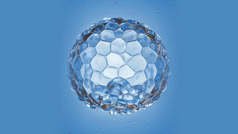 Image d&rsquo;un blastocyste