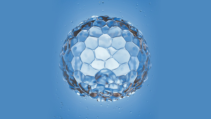 Image of a blastocyst