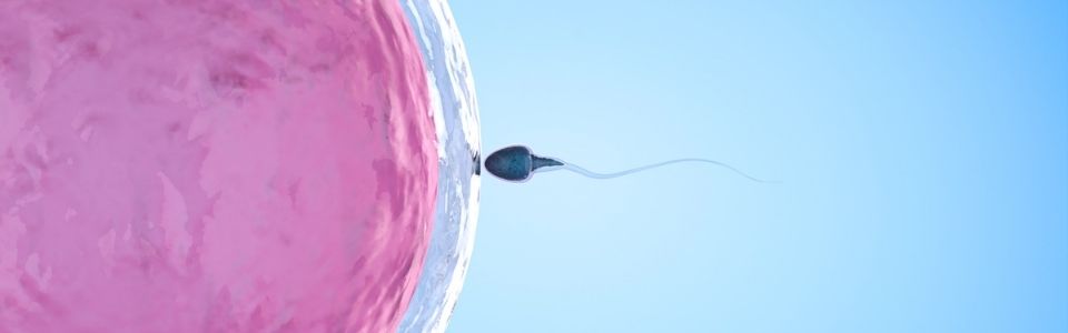 Donor egg being fertilized