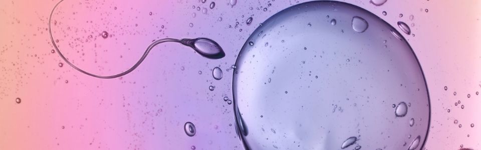 Sperm cell and donor egg under microscope