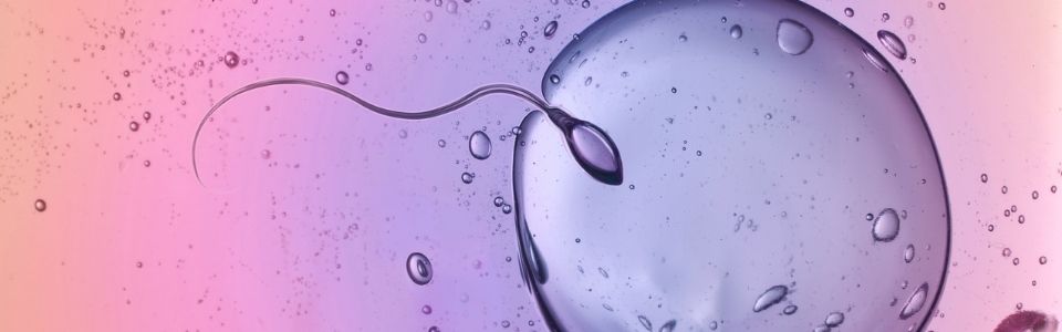 Sperm cell fertilizing an egg