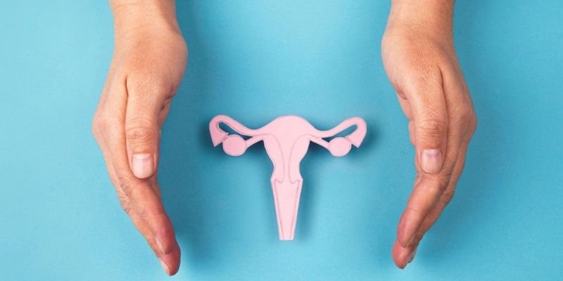 Un système reproductif féminin