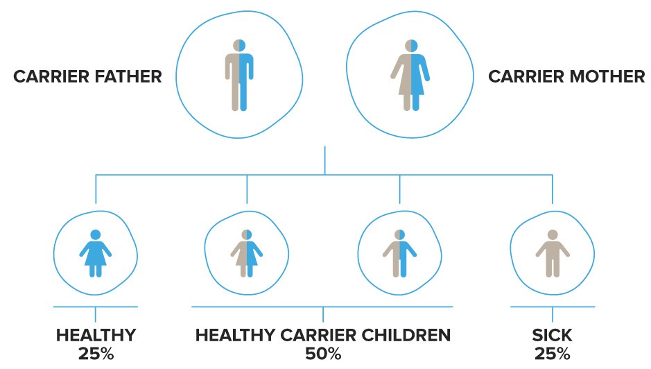 How is recessive genes passed on to children