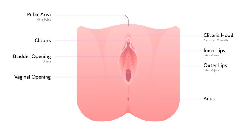 A woman’s vulva area