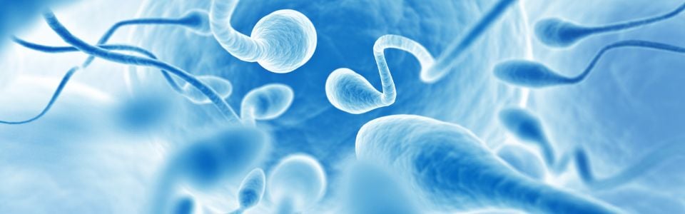 Illustration of sperm cells towards the egg Illustration of sperm cells towards the egg