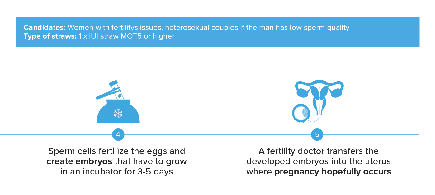 IVF embryo development and transfer