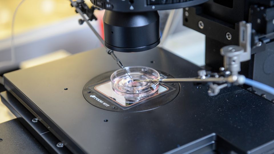 Embryo creation with Cryos donor eggs