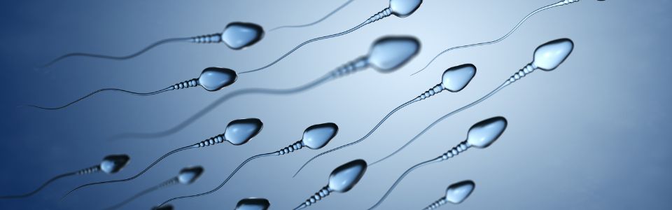 Sperm cells illustrated