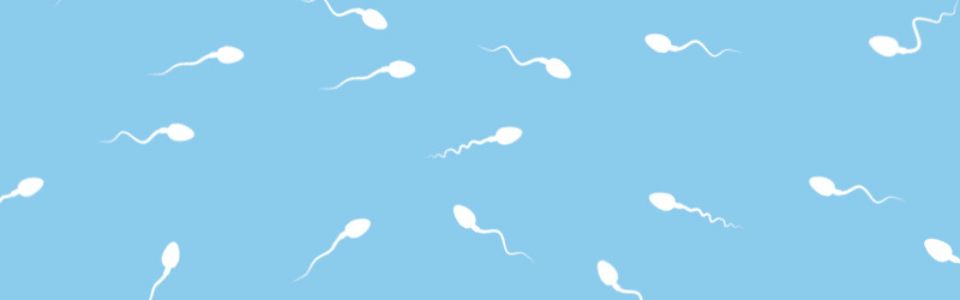 Sperm cells illustrated