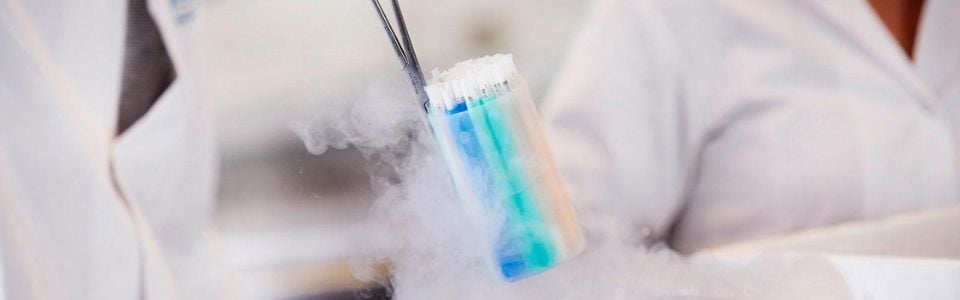 Sperm straws being lifte out of a cryo tank Sperm straws being lifte out of a cryo tank