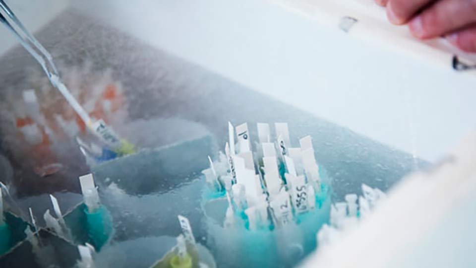 Liquid nitrogen and frozen sperm at Cryos International