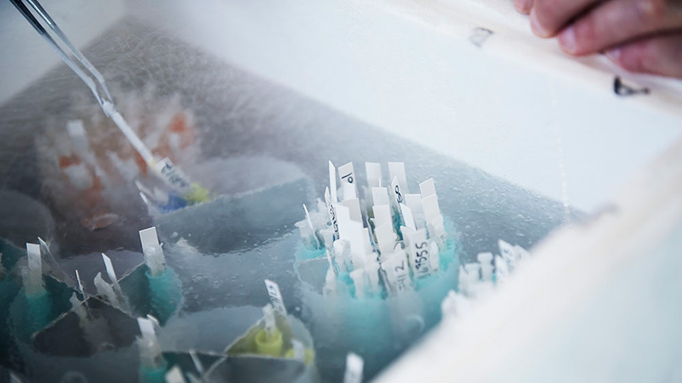 Sperm straws stored in liquid nitrogen at Cryos International.