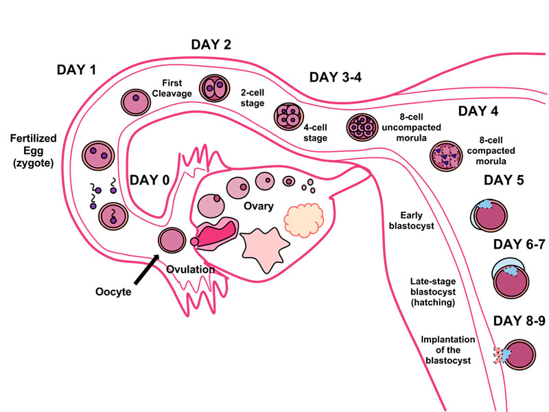 Cryos International Sperm and Egg Bank - Donor Egg one blastocyst guarantee