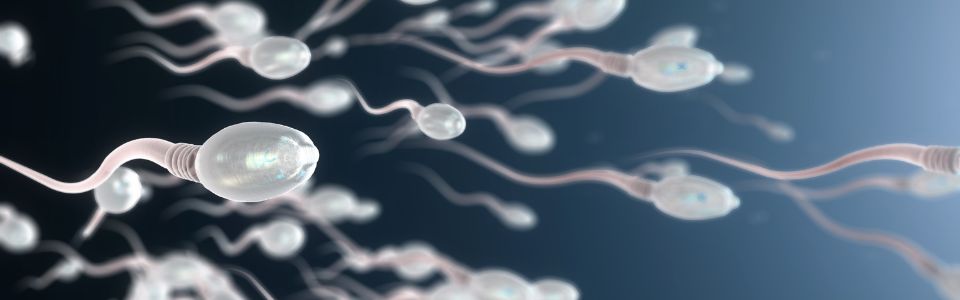 Sperm cells swimming