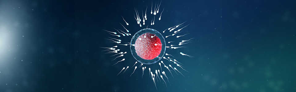 Illustration of donor eggs and sperm Illustration of donor eggs and sperm
