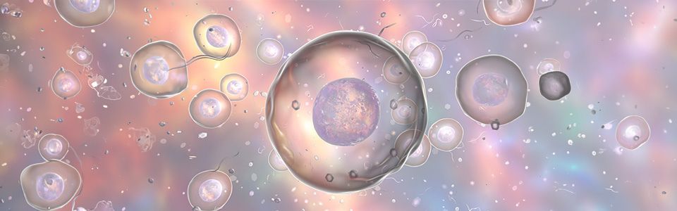 Illustration of two donor eggs Illustration of two donor eggs